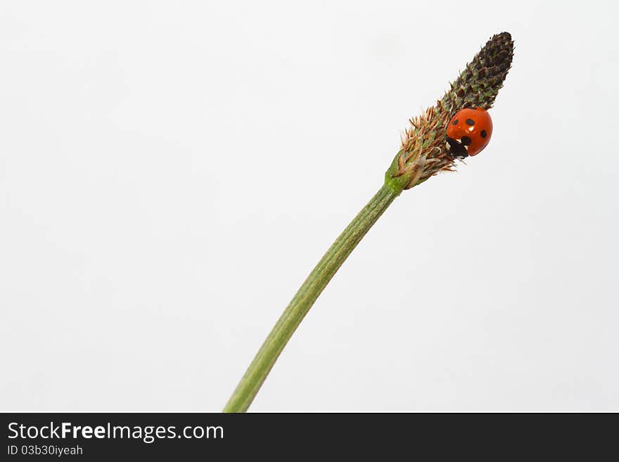 Ladybird On A Grass Stem