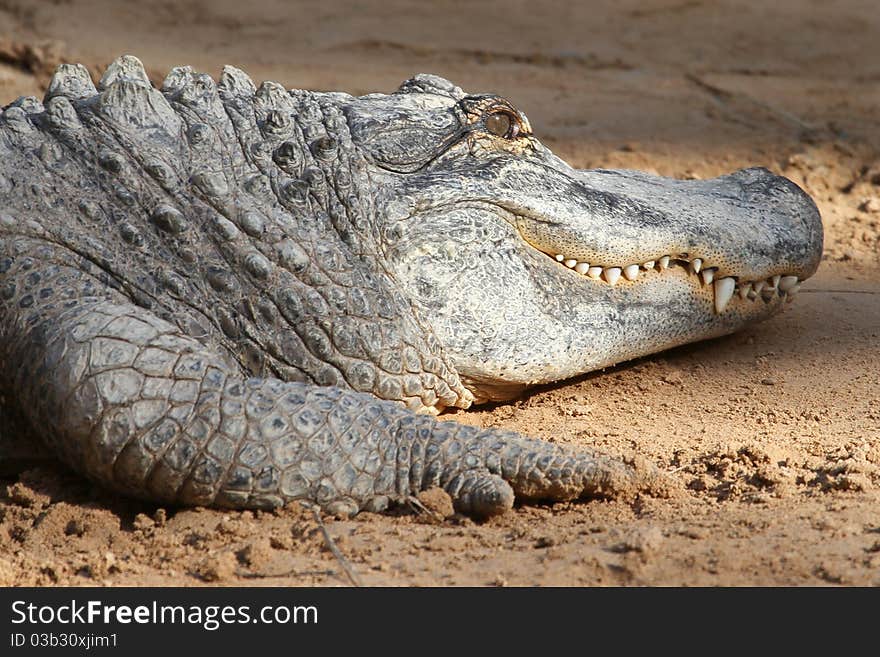 Crocodile