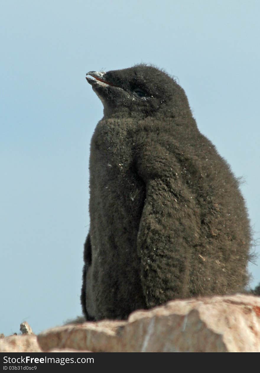 Adelie Penguin chick