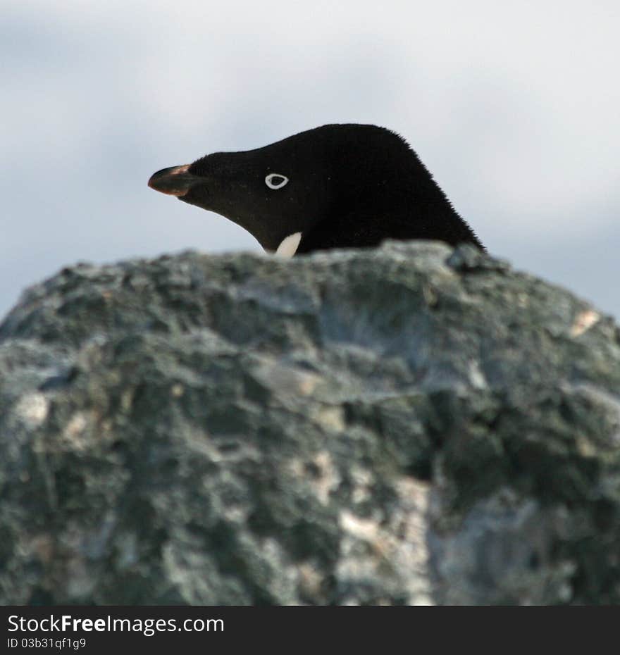 Adelie Penguin 6