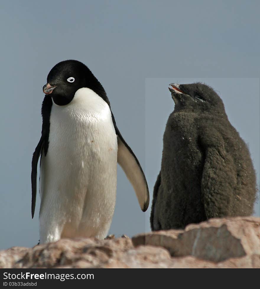 Adelie Penguin and chick