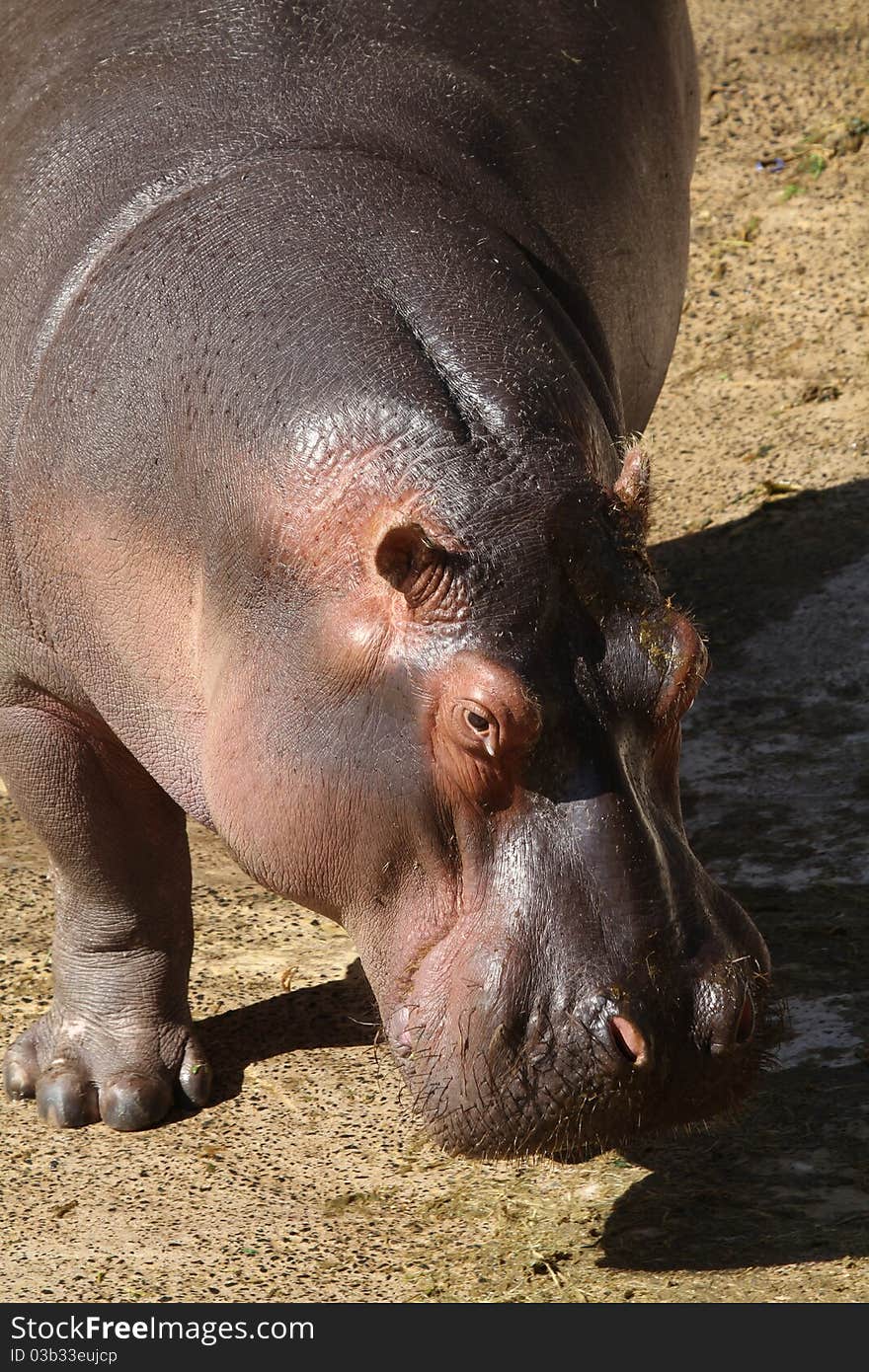 Hippopotamus from africa in the wild terrain