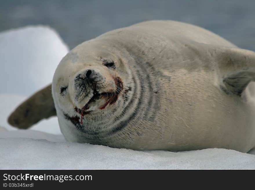 Crabeater Seal