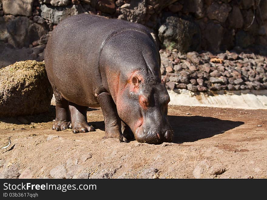 Hippopotamus