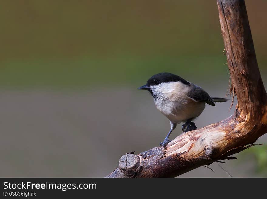 Willow Tit (Poecile montanus)