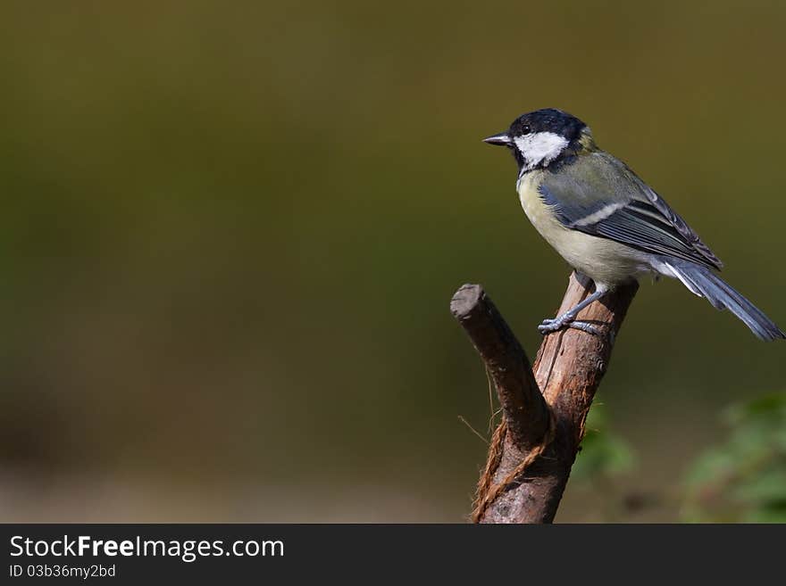 Great Tit (Parus Major)