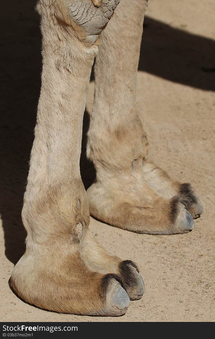 Camel feet