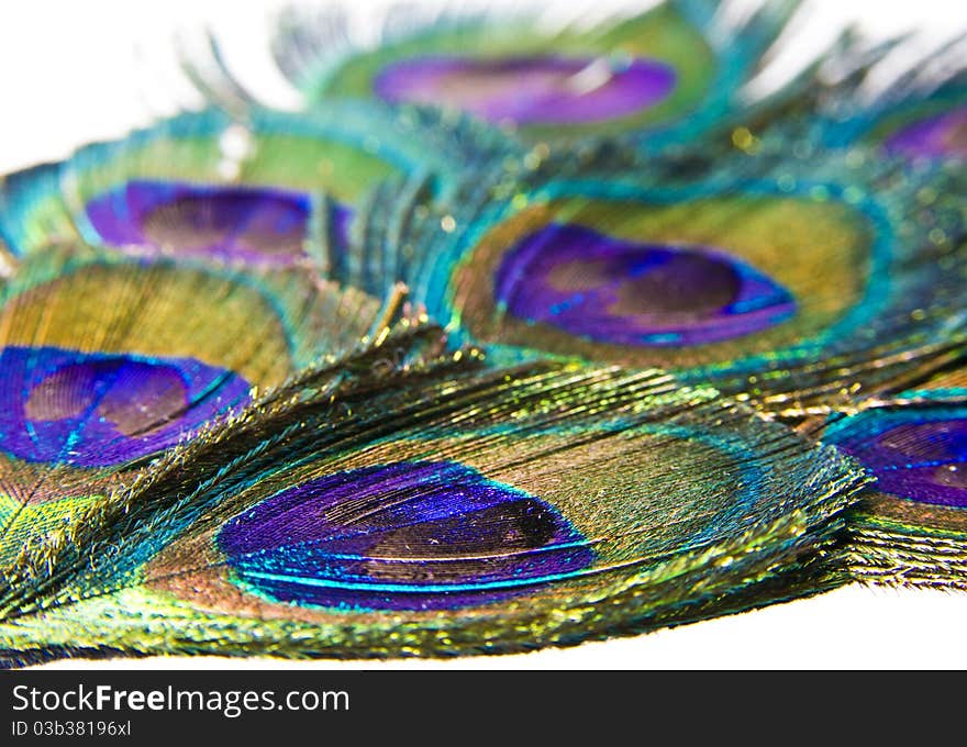 Feathers in a white background