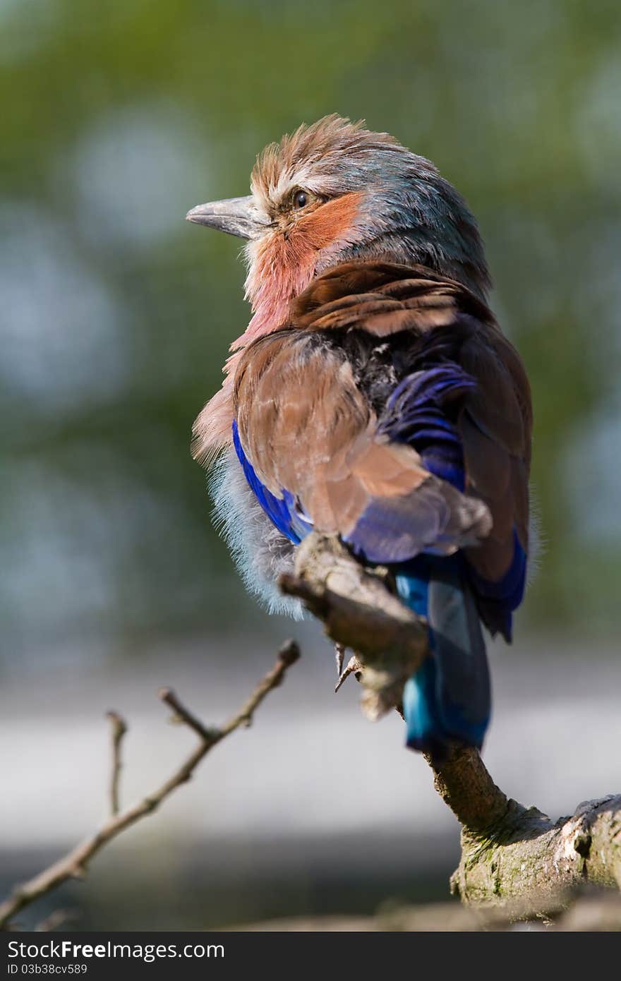 Lilac Breasted Roller  ( Coracias Caudatus ) A Beautiful Bird From Africa