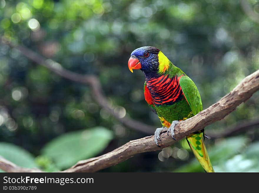 Beautiful parrot perched on a tree branch. Beautiful parrot perched on a tree branch