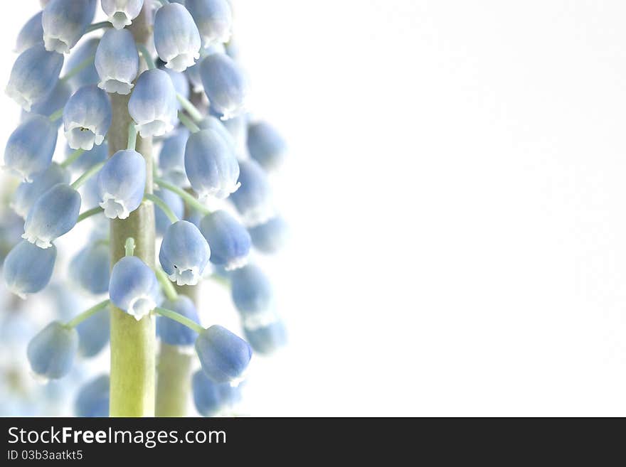 Flower On White