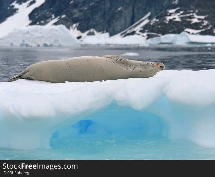 Crabeater seal 3