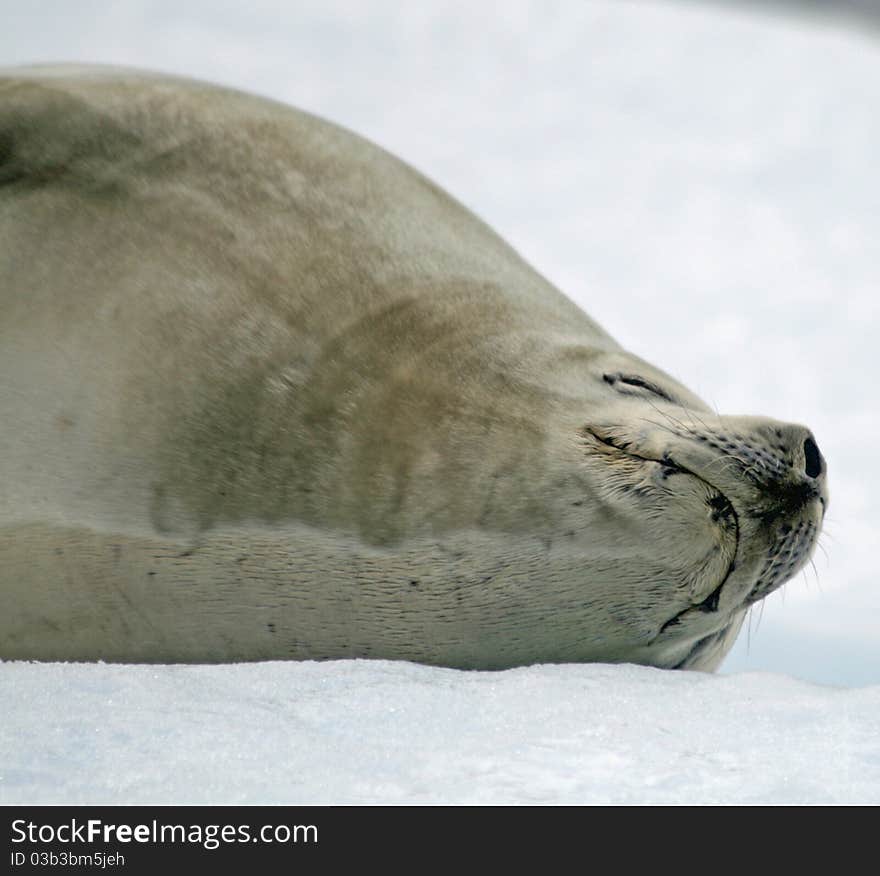 Crabeater Seal 7