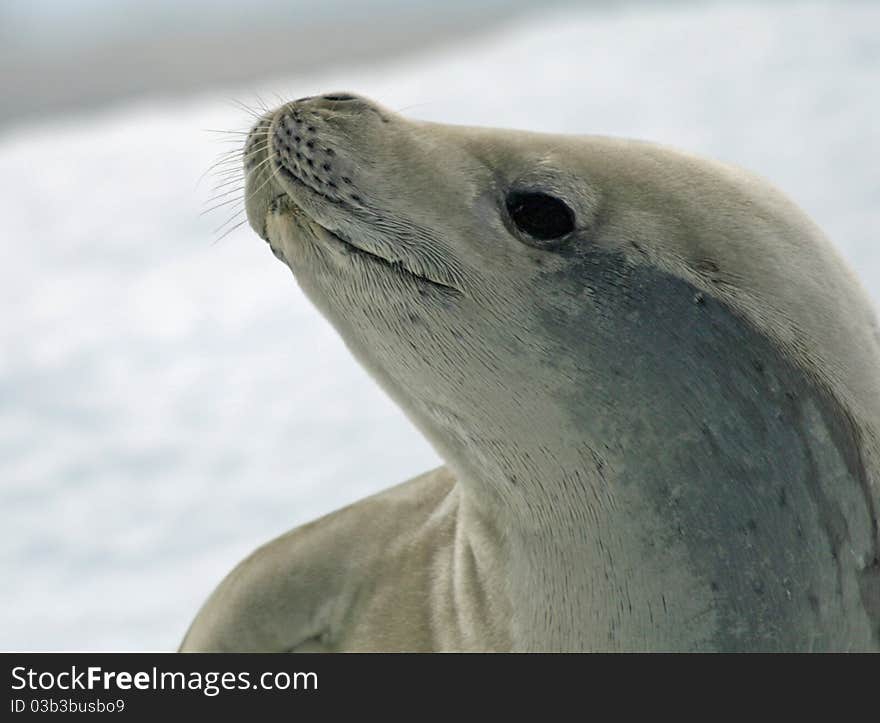 Crabeater Seal 8