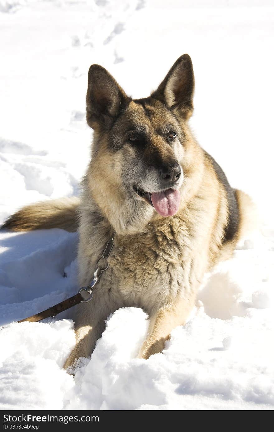 Wolf in the snow under the sun