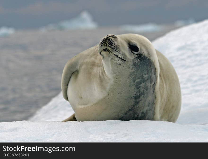 Crabeater Seal 10