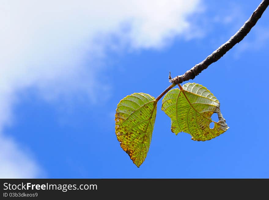 Cloud, blue sky and green leaves