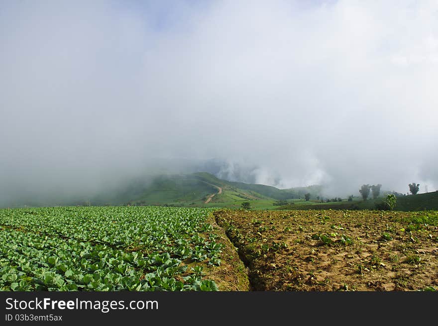 Cabbage field way to the mountain, Phu Tub Berg, Phetchabun, Thailand. Cabbage field way to the mountain, Phu Tub Berg, Phetchabun, Thailand