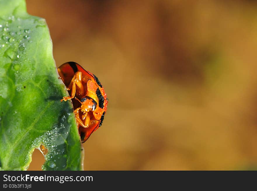 Bright red lady bug on green cabbage