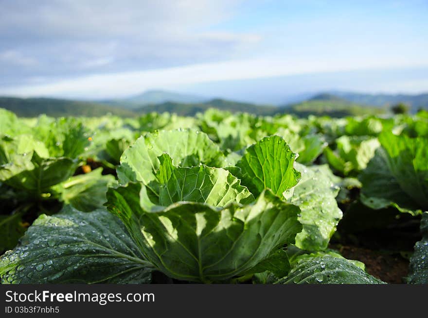 Cabbage field with mountains scene, Phu Tub Berg, Phetchabun, Thailand