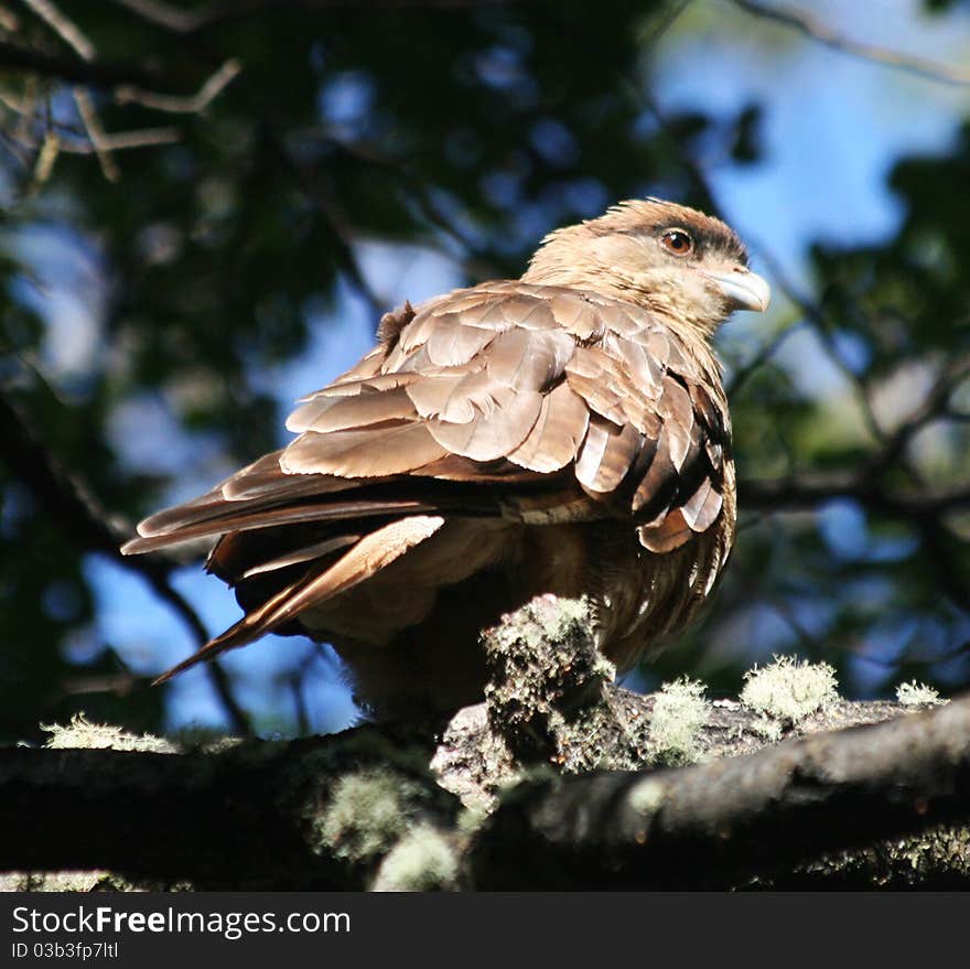 Chimango Caracara