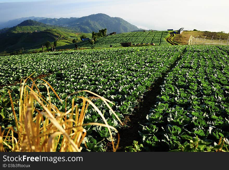 Cabbage Field