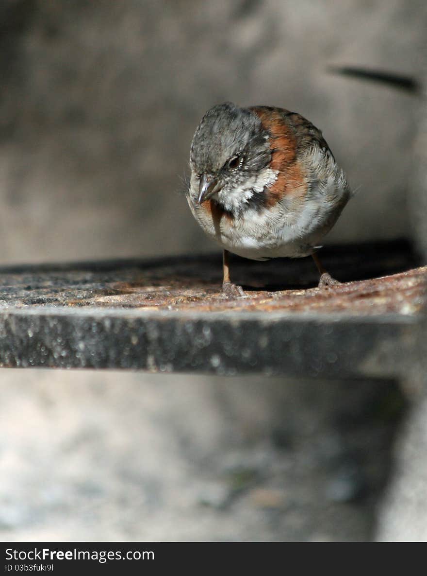 Rufous-necked Sparrow sitting on branch