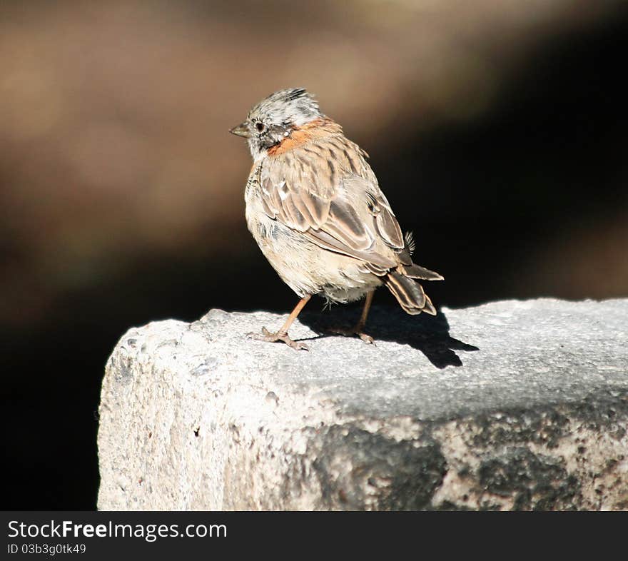 Rufous-necked Sparrow sitting on step. Rufous-necked Sparrow sitting on step