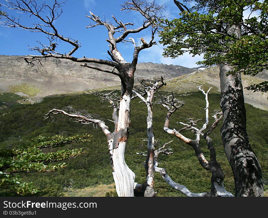 Trees in Tierro Del Fuego National Park