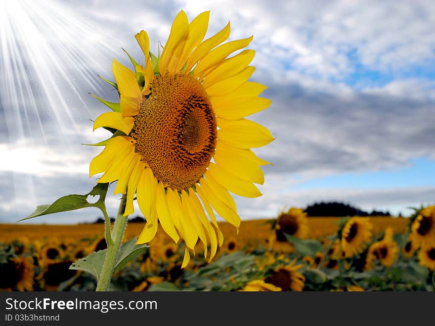 A sunflower stands tall in the sunshine. A sunflower stands tall in the sunshine