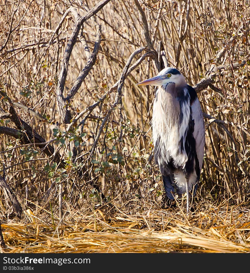 Great blue heron