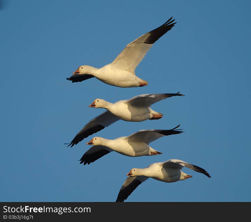 Snow geese (Chen caerulescens)