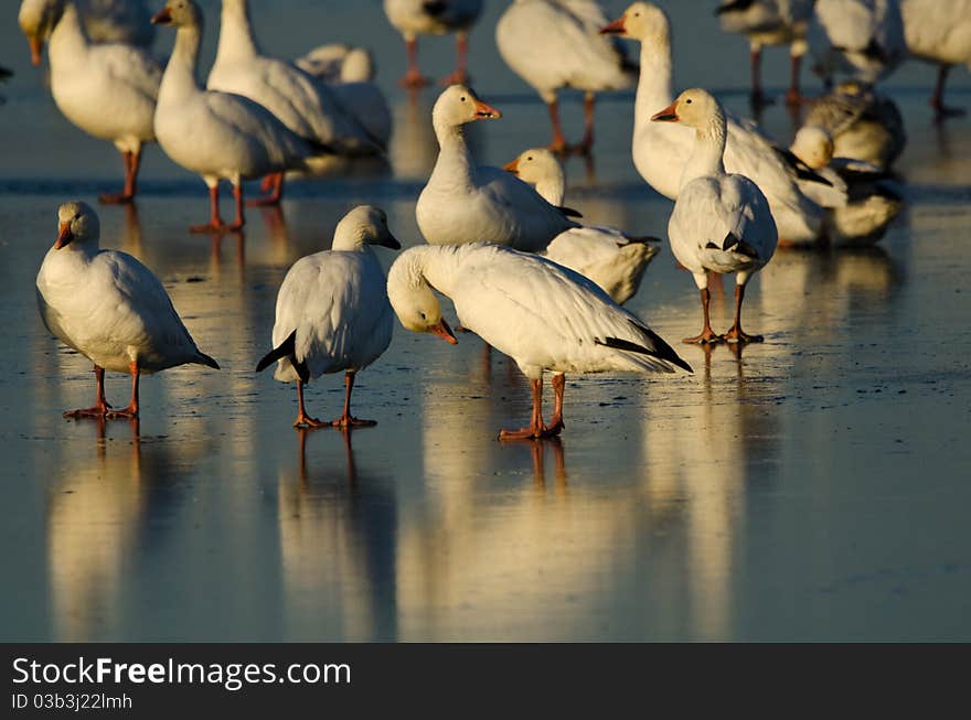 Group of snow geese in Brigantine NJ. Group of snow geese in Brigantine NJ