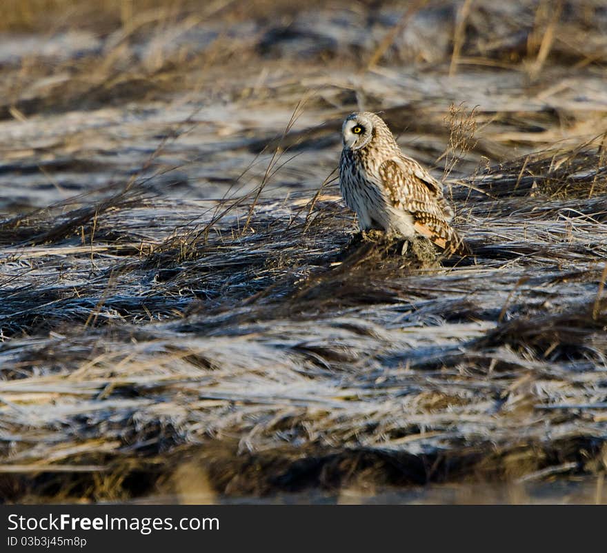 Short Eared Owl (Asio Flammeus)