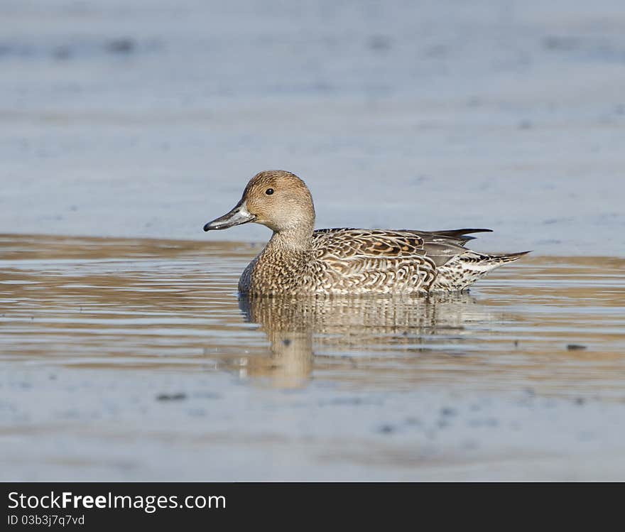 Northern Pintail ( Anas Acuta)