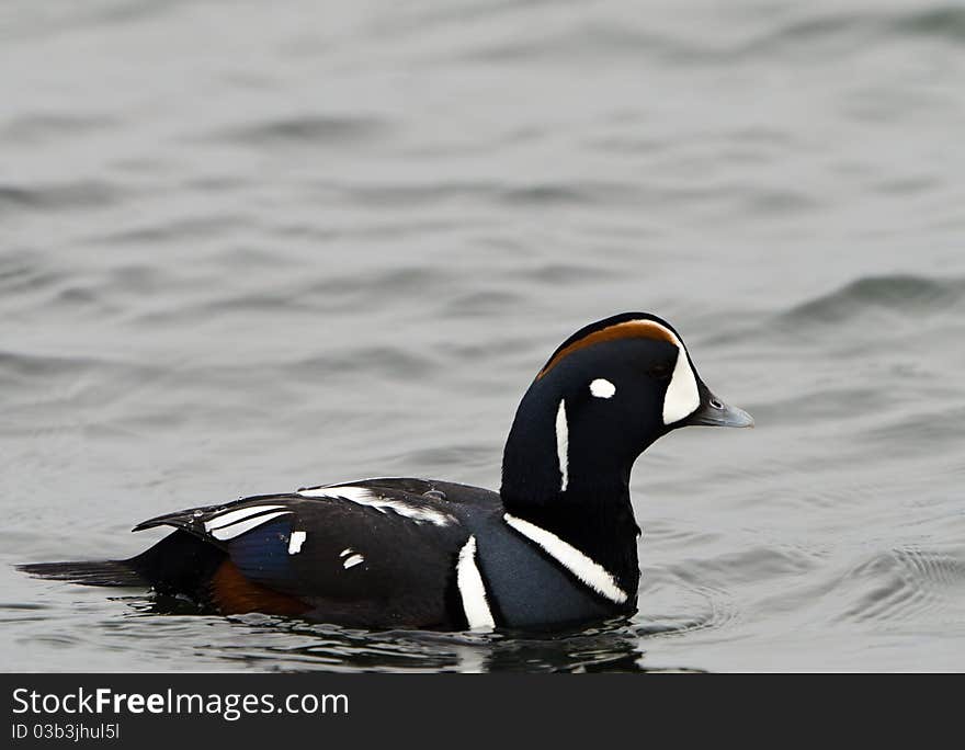 Harlequn Duck (Histrionicus histrionicus)