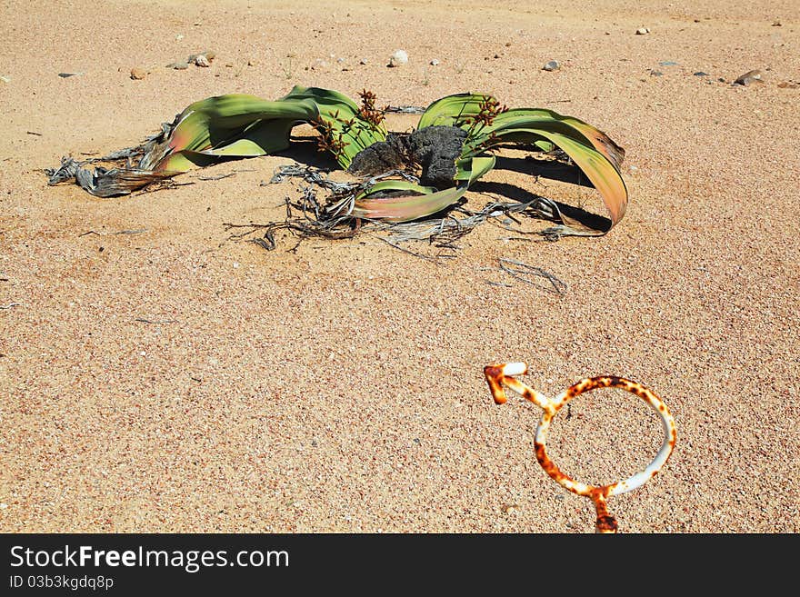 Male Welwitschia mirabilis taken in the Namib Desert in Namibia, Southern Africa. Male Welwitschia mirabilis taken in the Namib Desert in Namibia, Southern Africa