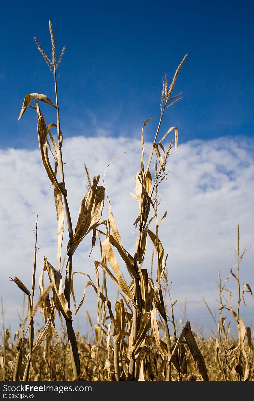 Tall Corn Stalks ready for harvest