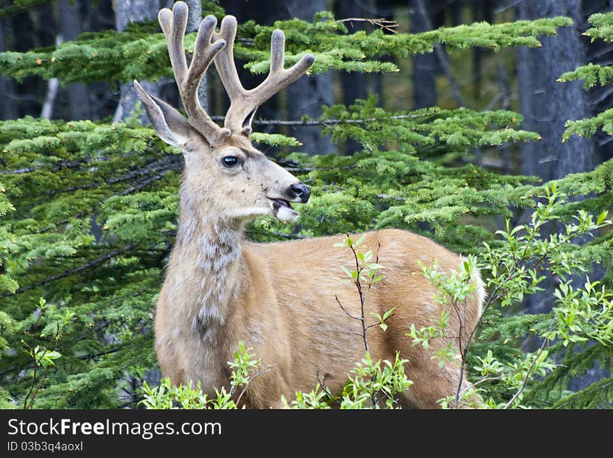 Smiling Deer