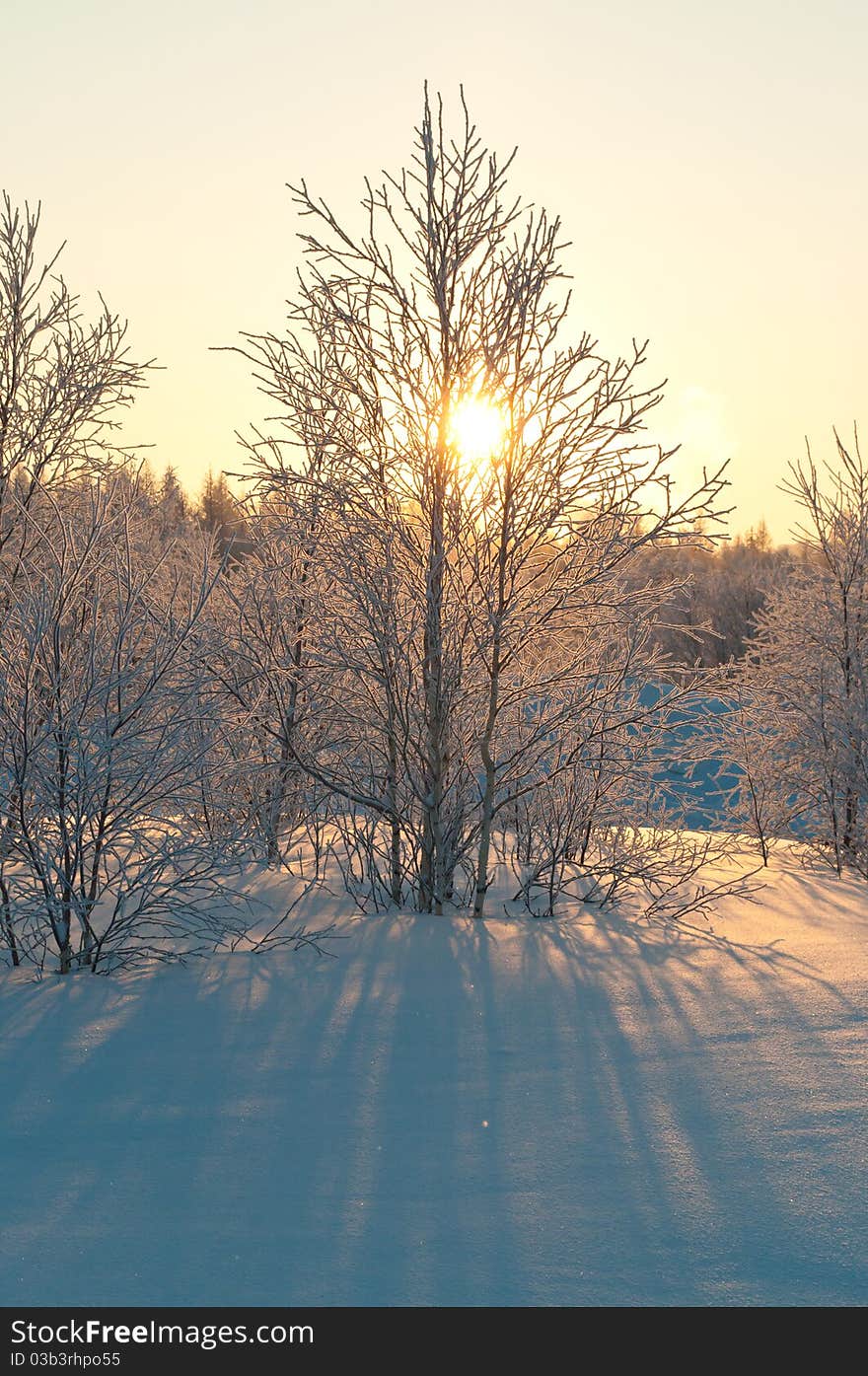 Polar Forest