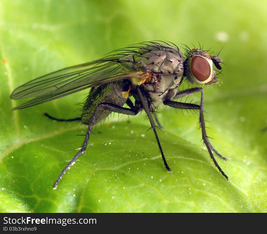 Fly on leaf