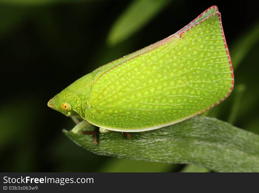 Green leaf hopper