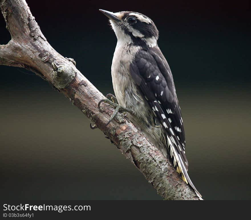 Hairy woodpecker