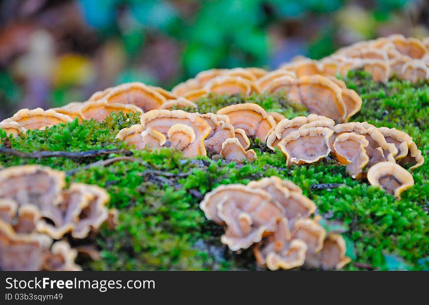 Toadstools on a tree