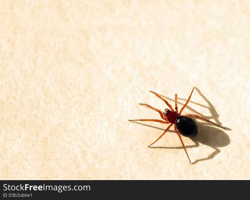 Spider on a paper