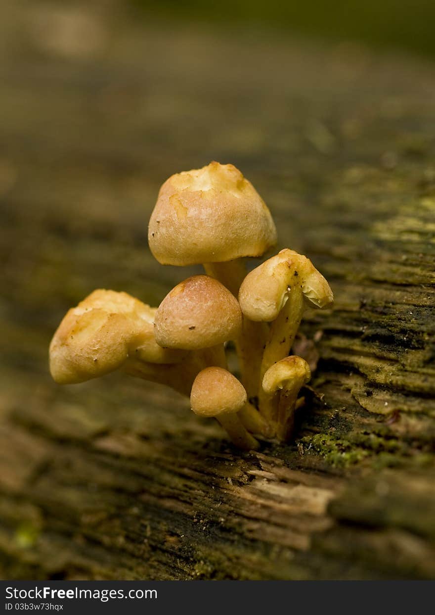 Beautiful toadstool on a fallen tree (shallow DOF). Beautiful toadstool on a fallen tree (shallow DOF)