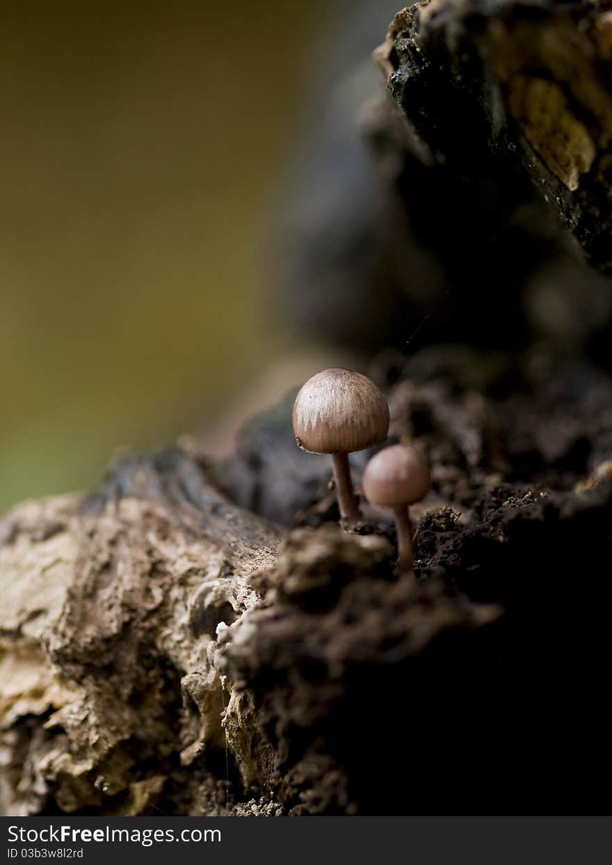 Beautiful toadstools on a fallen tree (shallow DOF). Beautiful toadstools on a fallen tree (shallow DOF)