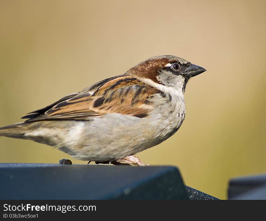 Small male sparrow sitting on a table