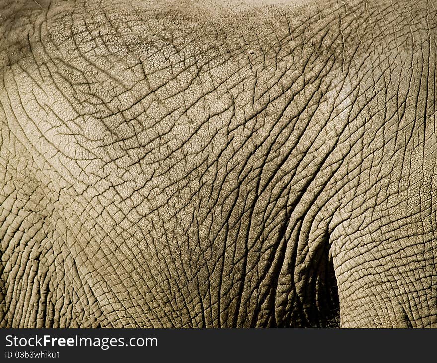 Close up of an elephants wrinkled skin