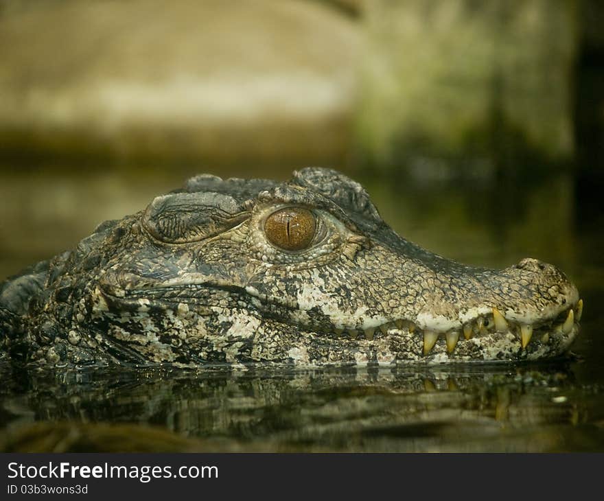 Close up of a swimming alligator in a zoo. Close up of a swimming alligator in a zoo